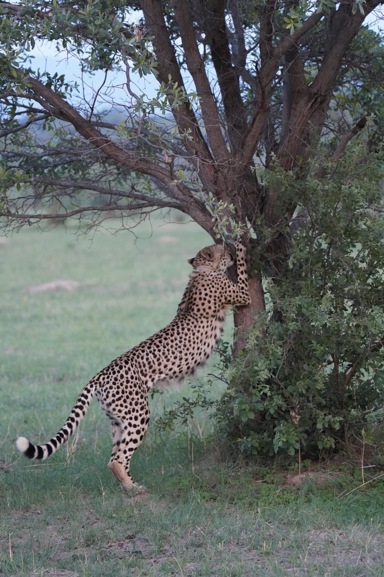Honeyguide Ranger Camp Hotel Golders Green Buitenkant foto