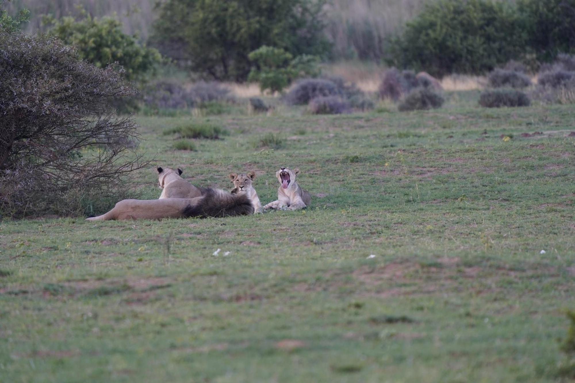Honeyguide Ranger Camp Hotel Golders Green Buitenkant foto